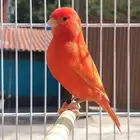 كناري رد فاكتر