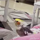 ببغاء كوكتيل (كروان) للبيع