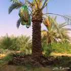 نخل مثمر للبيع نخيل نقايل جثايث فروخ حيش كميه مفتوحه مشكلات