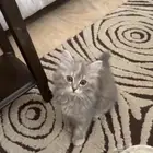 قطط للتبني