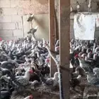 دجاج فيومي للبيع