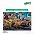 استشاري ثروه حيوانية