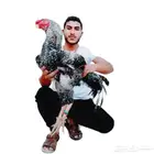إسلام مملكة الطيور