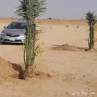 نخل لاالبيع