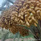كل ما يلزم من شغل النخيل خراف رطب نظافه عامه قس اسيف يابس