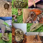 حيوانات للأيجار