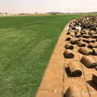ثيل طبيعي توريد وزراعه