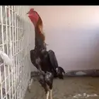 ديك شامو ياباني