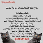 قطط. فندقه قطط منزليه.. استضافه