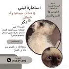 قطة تبني مستعجل