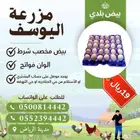 بيض دجاج بلدي فواتح ملقح