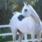 فرس واهو معسوفة