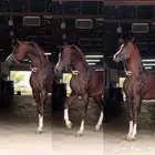 اسطبل صهوة العز لإيواء الخيل