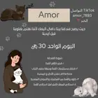فندقة قطط