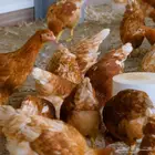 للبيع دجاج بلدي . بط . وز . دجاج فرنسي . كبار وصيصان (حضان)