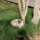 قط هملايا