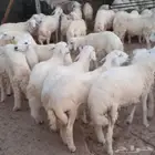 ذبائح طليان ورخال