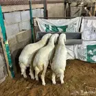ذبايح طليان وتيوس