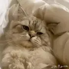 قط مفقود ولا احلل لمن يأخذة