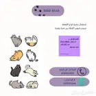 فندقة قطط