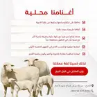 هرفي بلدي خروف وزنه 51 كيلو حي إنتاج المزرعه