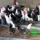 بيض مخصب فيومي شبابي سوبر جامبو