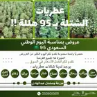 شتلات عرض اليوم الوطني