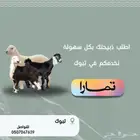 ذبايح نعيم نجدي حري سواكني