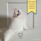 تم البيع قطة شيرازي مهجن صغيرة جميلة