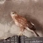 طير