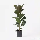 فيكس روبستا