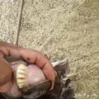 عنز عارضيه حليب