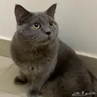 قطوه سكوتش فولد