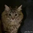 قطط للتبني