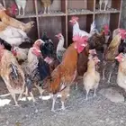 20 ديك بلدي الموقع 7 شهور برمه