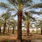 مكه المكرمه