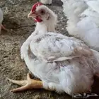 اعلان بيع دجاج لحم حي جمله
