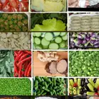 عرض يوم الخميس فقط 2كيلوكوسةاوبتنجان متقورين25 ريال كيلوورق