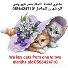 نشتري القطط بعمر الشهر لما شهرين