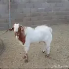 فحل جنوبي للبيع