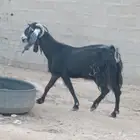 معزا