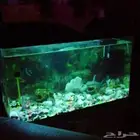 حوض سمك مع فلتر