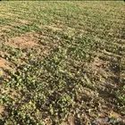 مطلوب مزرعه برسيم للإيجار السنوي