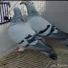 جوز زواجل فواتح