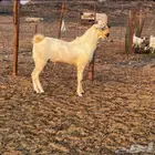 فحل بيشي فاخر صنف صنف