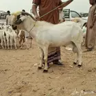 تيس بيشي السن سدس الأصل من مراح الاصيل
