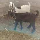 تيس للبيع اسود