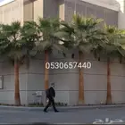 نخل واشنطني نخيل