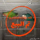 جوز روز منتج غير أليف