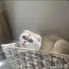 قطه سكوتش قولد للبيع